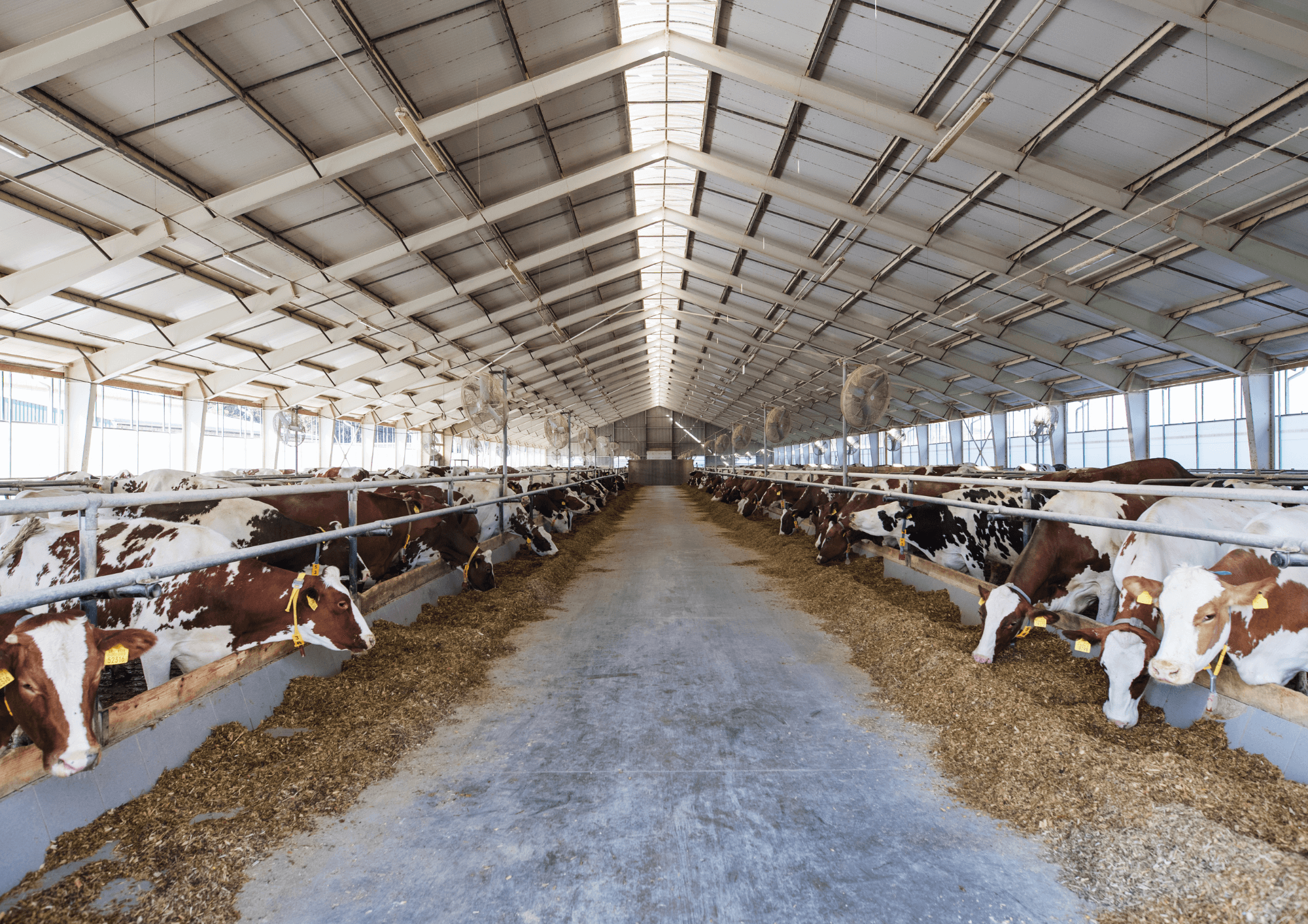 Dairy farm cattle shed