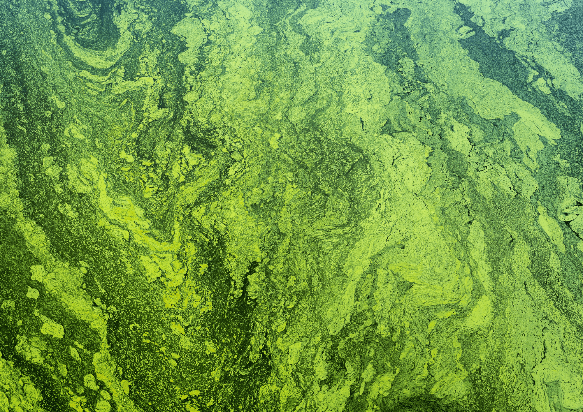 Aerial view of algae bloom in industrial waterway