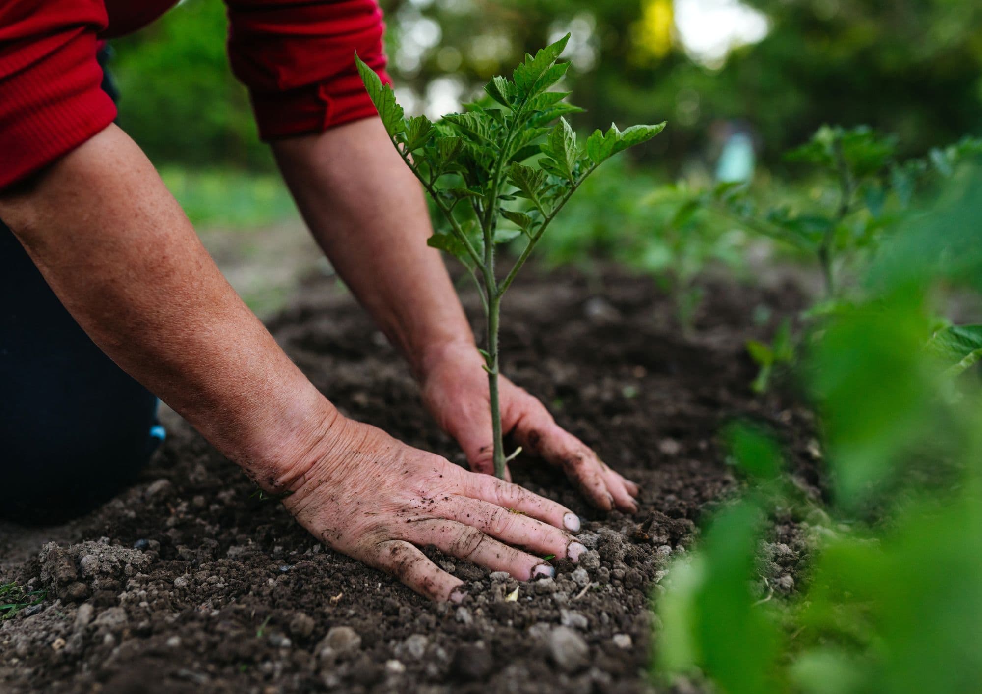Biochar-enriched soil from ALBON