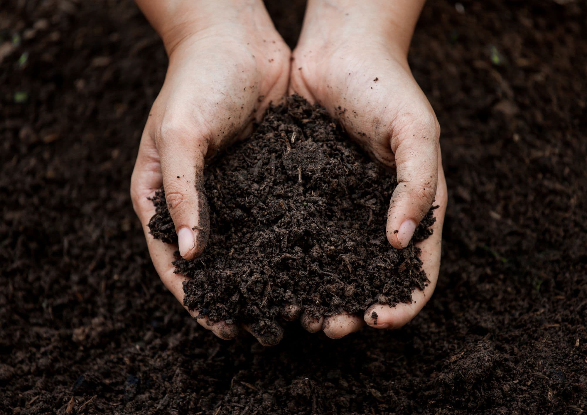 Biochar soil amendment from ALBON biomass conversion