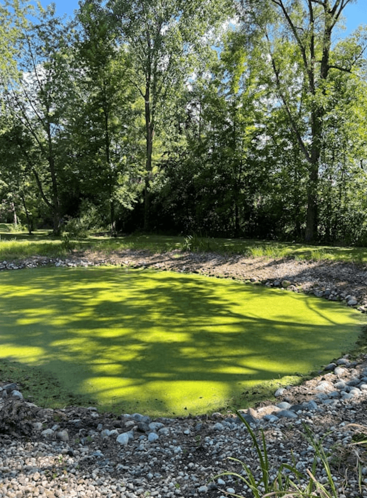 Algae treatment pond