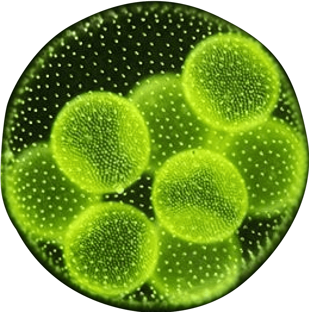 Bacteria