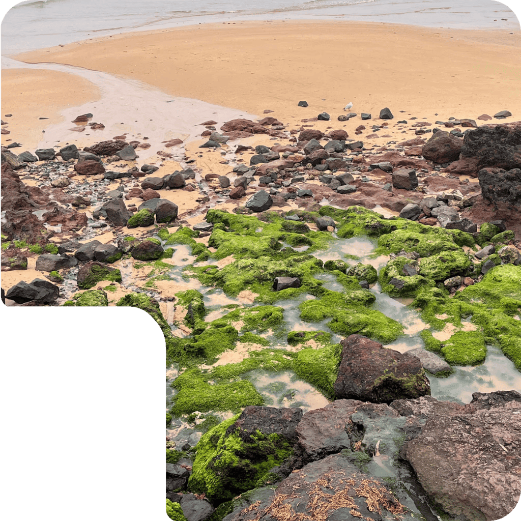 Algae on a beach