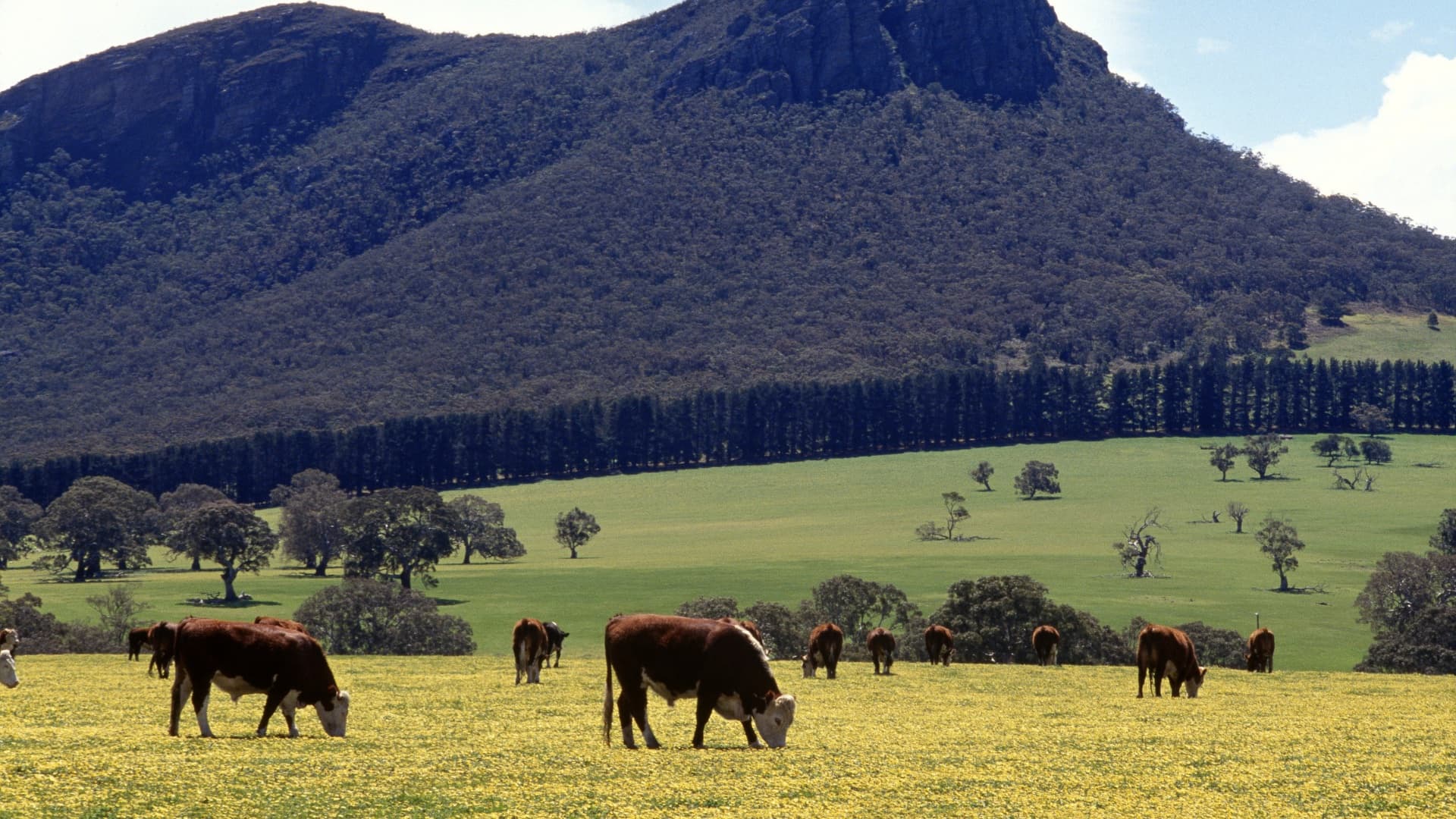 Agricultural field benefiting from treated water reuse