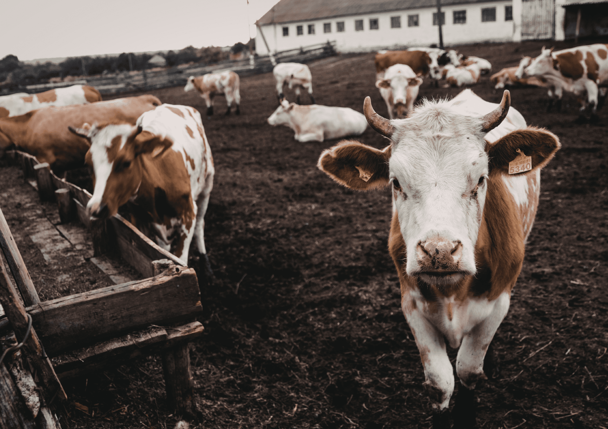 Cattle at agri-food processing farm
