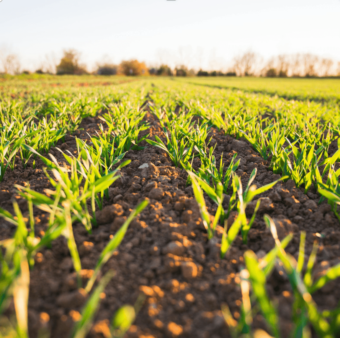 Agricultural field with crop rows