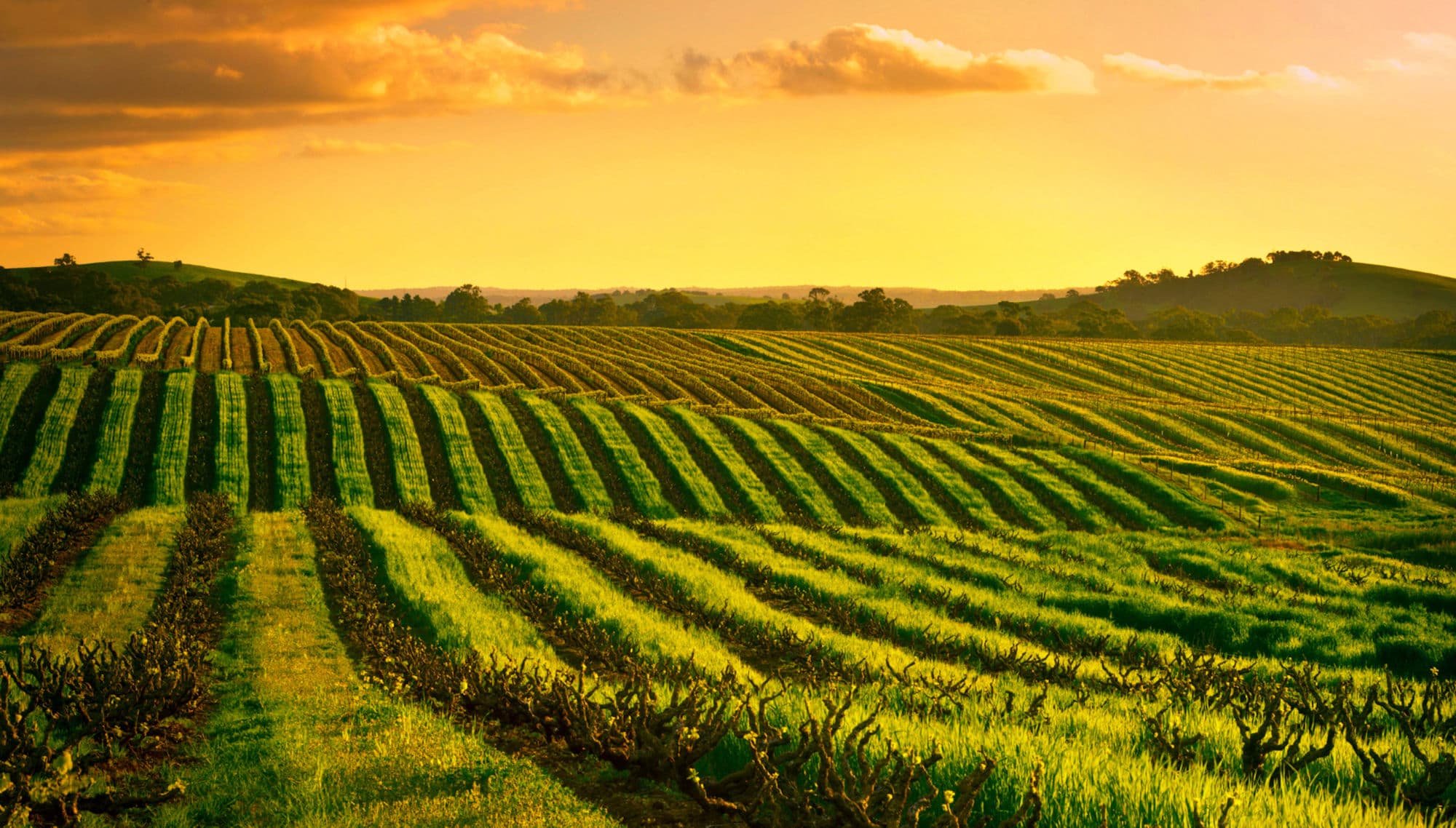 Agricultural farmland at golden sunset