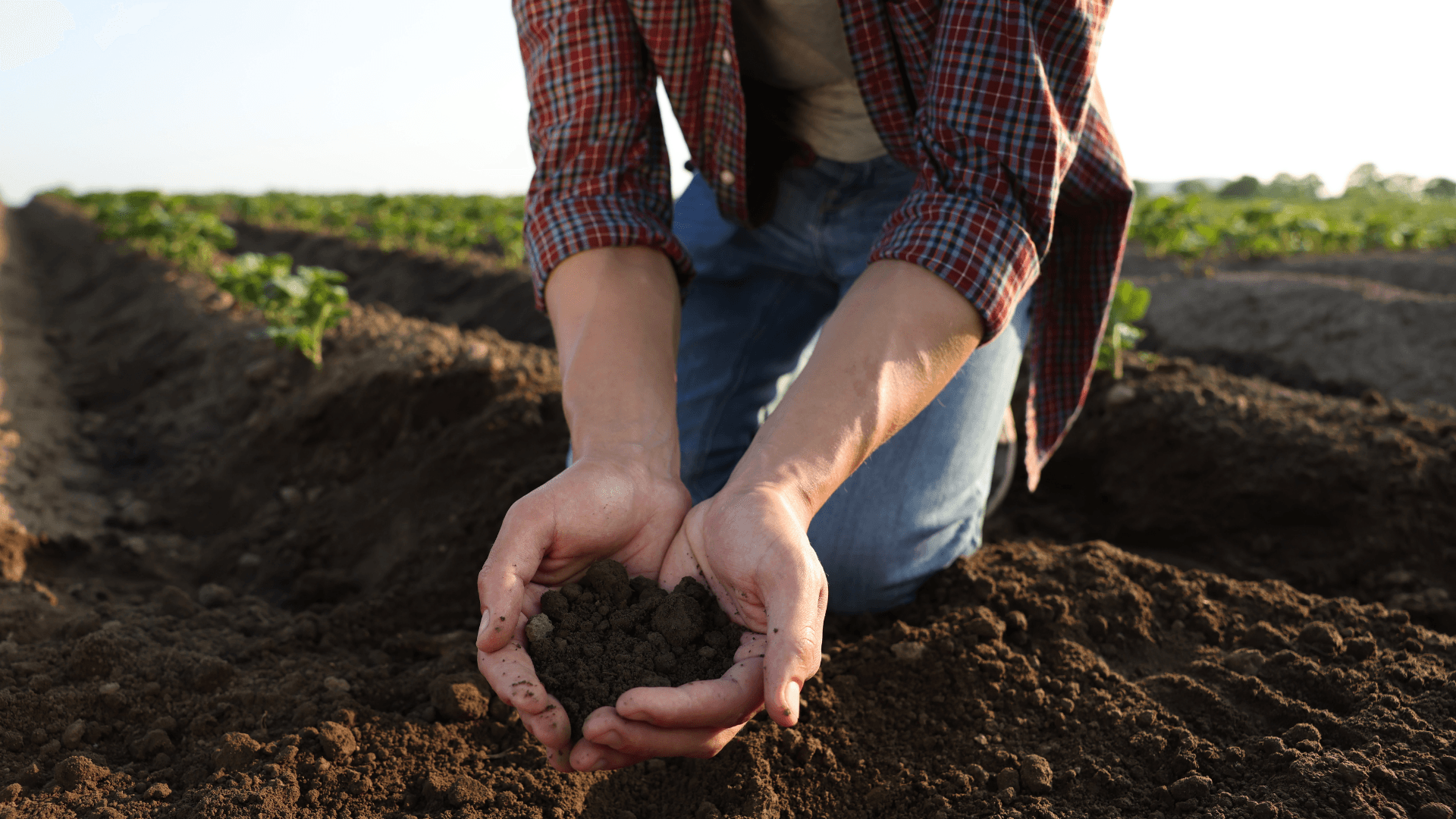 Biochar-enriched soil held in hands at a farm