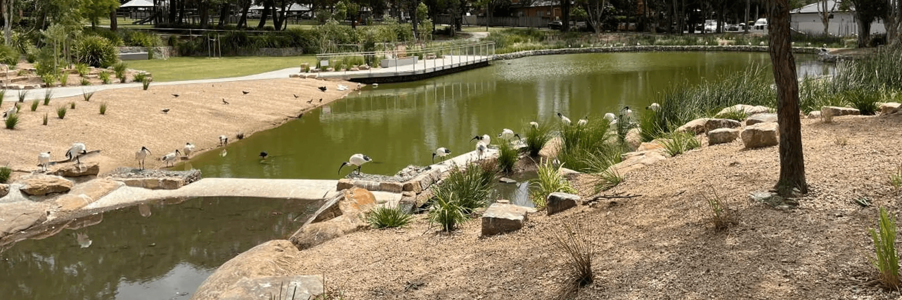Wiley Park South Pond – algae bloom in lower catchment